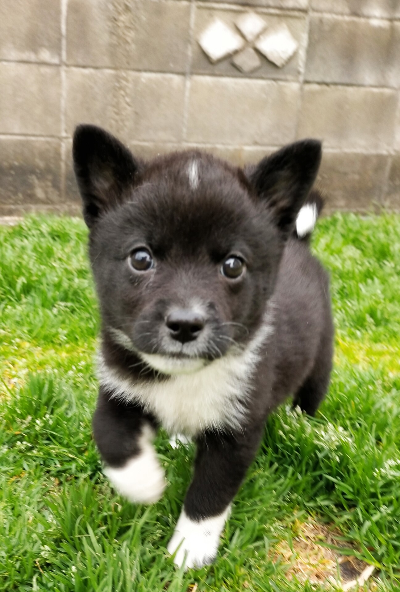 フレンドリーなチビ太くん 香川県 犬の里親募集 ペットのおうち 月間利用者150万人