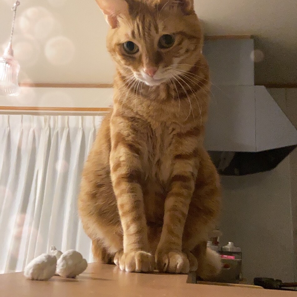 チャチャのカバー写真