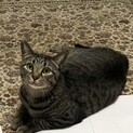 甘えん坊キジ猫　ダン君♂