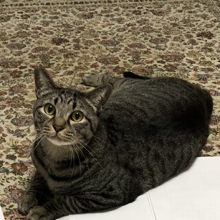 甘えん坊キジ猫　ダン君♂