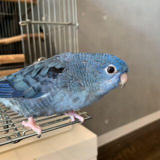 サザナミインコの里親募集※一旦応募停止中