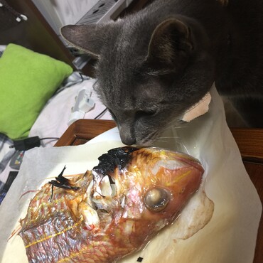 雷VSイトヨリ（天草産）ベルクさんを分けてあげタイ…無理…私達もお預け(´Д` )