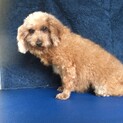 引退犬のトイプードルの里親募集致します。