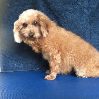 引退犬のトイプードルの里親募集致します。