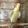 キュウちゃんご機嫌の歌。最近オカメ〜ズ達の餌をフルーツブレンドの餌に変えてみました。美味しいようでたくさん食べてます。