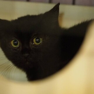 怖がりな子猫☆ぽにょ