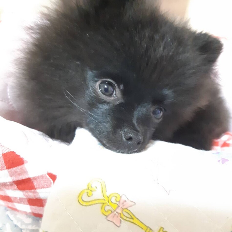おじょうのカバー写真