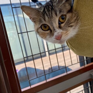 フワフワ三毛ちゃん☆ミーちゃん