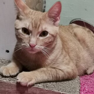 茶トラのオスねこの里親さん募集