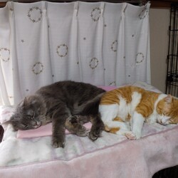 梅の花、桜の花。