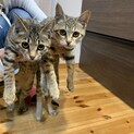 甘えん坊な子猫5兄妹