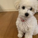 里親さん募集！トイプードルの子犬です。