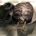 ミドリガメの里親募集中！