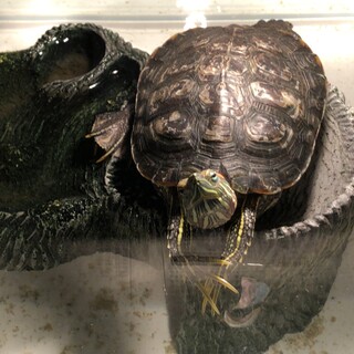 ミドリガメの里親募集中！