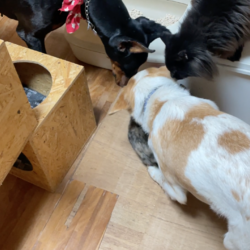 明日トライアルに行く子猫のお別れ会☆