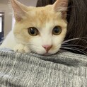淡い茶白の毛色☆かむいくん