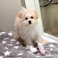 ましろ