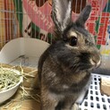 うさぎのごまちゃんです