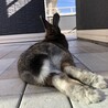 うさぎのごまちゃんです サムネイル3