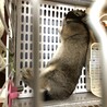 うさぎのごまちゃんです サムネイル6