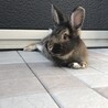 うさぎのごまちゃんです サムネイル4