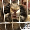 うさぎのごまちゃんです サムネイル5