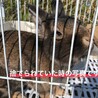 うさぎのごまちゃんです サムネイル7