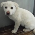 里親様に迎えられました。子犬♂270
