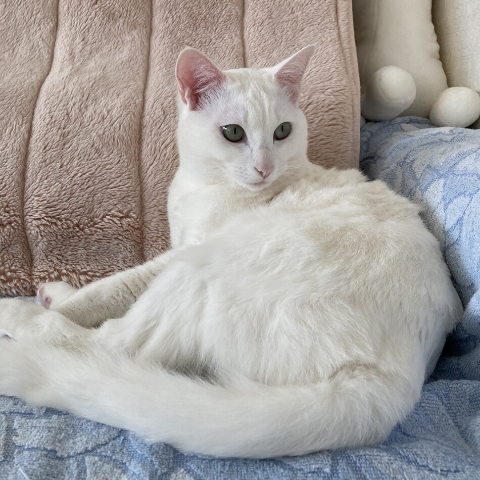 モコのカバー写真