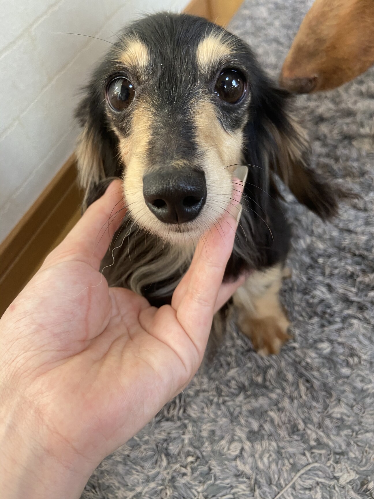 カニンヘンダックス女の子 宮崎県 犬の里親募集 ペットのおうち 月間利用者150万人