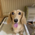 犬の里親さん募集