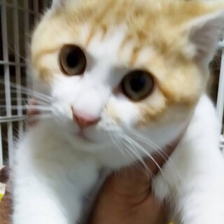 茶白子猫トンスケ