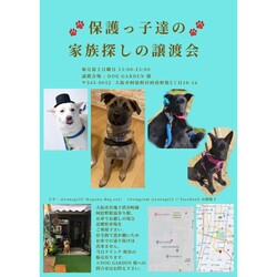 保護っ子達の家族探しの譲渡会