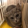 グレー子猫　サリーちゃん サムネイル2