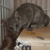 グレー子猫　サリーちゃん サムネイル4