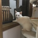 交渉により掲載期限延長。真っ白綺麗な猫