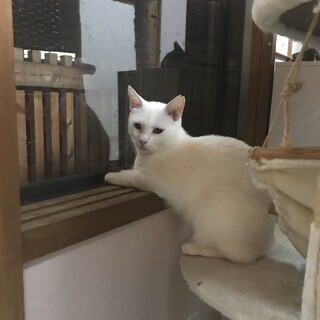 交渉により掲載期限延長。真っ白綺麗な猫