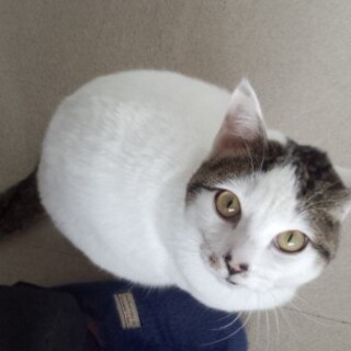 目で訴えてきます　かまってちゃん