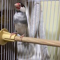 4歳の桜文鳥のオスです