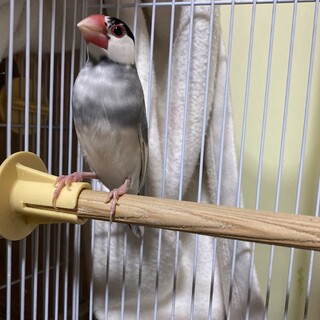 4歳の桜文鳥のオスです