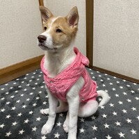 ソア