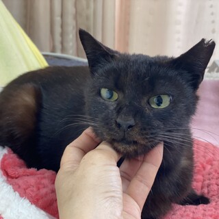 【至急】3/28ﾘﾘｰｽ人馴れ抜群メス5才