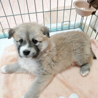 ＜募集停止＞プイちゃん♡1ヶ月半　女の子