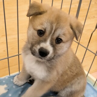 内弁慶な甘えん坊ポテト☆1ヶ月半　男の子