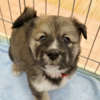 ふわもこ穏やかチョコ☆1ヶ月半　男の子