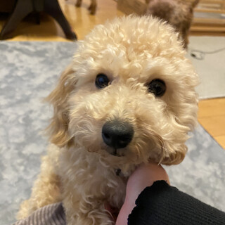 とっても元気なトイプードルひなちゃん♪