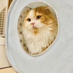 「わが家の癒し」サムネイル2