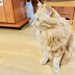 「わが家の癒し」サムネイル3