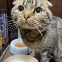 スコティッシュフォールド？の男の子