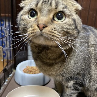 スコティッシュフォールド？の男の子